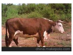 大小齐全大量出售海福特牛