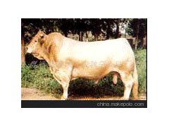 肉用牛西门塔尔牛、利木赞牛、夏洛莱牛、海福特牛