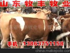 肉牛黄河牦牛
