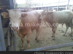 海福特牛，三元杂交肉牛，利木赞牛