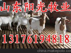 供应山东阳光牧业育肥羊、海福特牛、波尔山羊