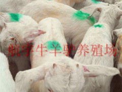 通许县出售（西门塔尔牛，夏洛莱牛）地方