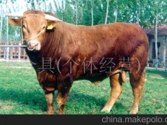 供应利木赞牛西门塔尔牛、夏洛莱牛、黄河牦牛
