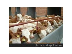 供应 西门塔尔牛-安格斯牛-瑞澳吨牛