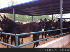 科尔沁区新疆驴养殖环境