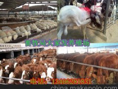 内蒙古科尔沁右翼中旗肉牛养殖