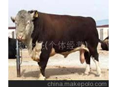 济宁昊泰牧业有限公司供应三元杂交牛、瑞澳吨牛
