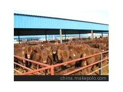 种牛黑牛改良肉牛黄河牦牛小牛犊