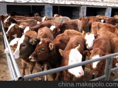 内蒙古科尔沁右翼中旗养牛场，西门塔尔牛