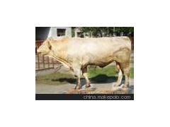 夏洛莱牛、鲁西黄牛、瑞澳吨牛
