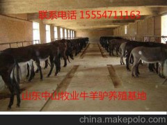 供应山东中山牛肉价格,科尔沁牛肉