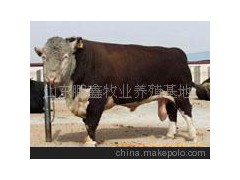农业养殖黄河牦牛 养殖(图)