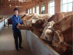 科尔沁区矮马 小矮马纯天然绿色食品饲养方养殖技术
