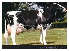 高产奶牛、绿牛