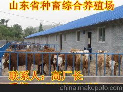 科尔沁区养牛场-肉牛犊养殖价格