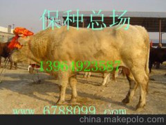 国振牧业供应：肉牛 瑞澳吨牛 西门塔尔 利木赞牛