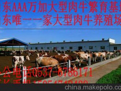 科尔沁区肉牛养殖场