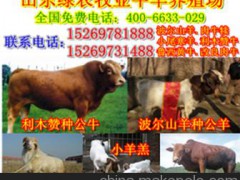 科尔沁区养牛场-低价急售小肉牛犊