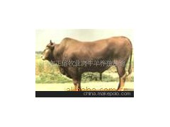 种牛 种羊 肉牛 肉羊 利木赞牛 西门塔尔牛