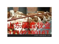 鲁西黄牛价格 西门塔尔牛 改良西门塔尔牛