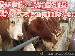 科尔沁区肉牛出栏价%9%9