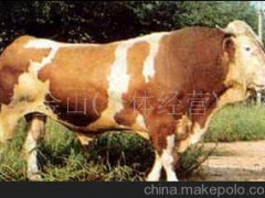 西门塔尔牛 鲁西黄牛 绿牛