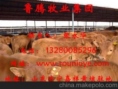 科尔沁区牛犊价格