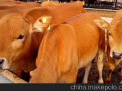 南平西门塔尔牛与科尔沁黄牛杂交养殖的效果