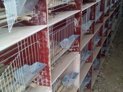 科尔沁区肉兔种兔獭兔种兔长毛兔种兔养殖场