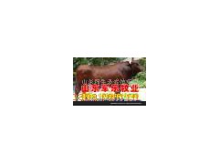 优质牛羊 改良肉牛西门塔尔牛