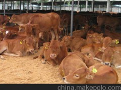 科尔沁区西门塔尔牛种牛养殖场100头肉牛价格