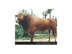 肉牛养殖场肉牛育肥技术西门塔尔牛