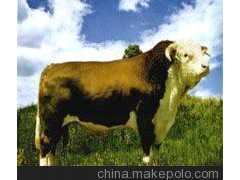绿牛养殖绿牛百度百科绿牛价格山东江山绿牛养殖