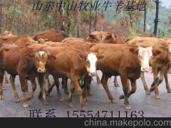 供应 牛肉价格,科尔沁牛肉