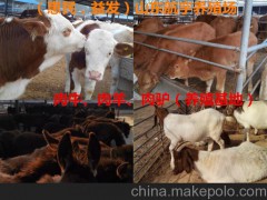 纯种肉牛养殖￥西门塔尔牛