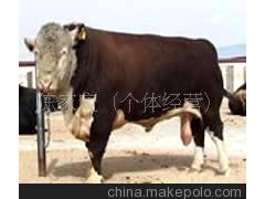 绿牛-肉牛