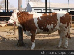 科尔沁区出售东祥肉牛犊价格三元杂交牛犊养殖