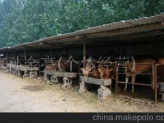 山东济宁昊泰牧业有限公司供应三元杂交牛、绿牛