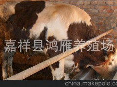 2012肉牛.肉牛西门塔尔牛