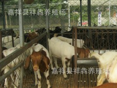 白头波尔山羊 白头山羊 白头羊