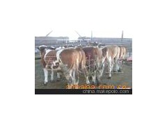 肉牛养殖场有西门塔尔牛