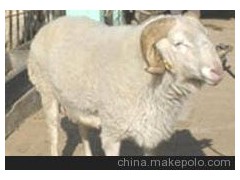 杜泊绵羊、白头杜泊绵羊、黑头杜泊绵羊、杜泊绵羊价格