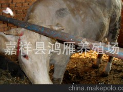低价供应肉牛架子牛