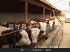 山东肉牛养殖场黄牛西门塔尔牛