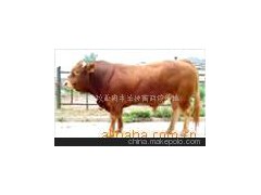 批发供应肉牛小牛犊架子牛
