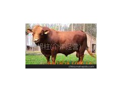 山东肉牛市场 肉牛养殖技术，西门塔尔牛