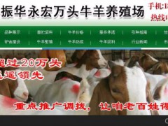 常熟西门塔尔牛