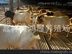 山东鸿雁牧业繁育基地供架子牛