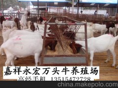 日喀则西门塔尔牛