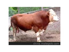 陕西育肥牛